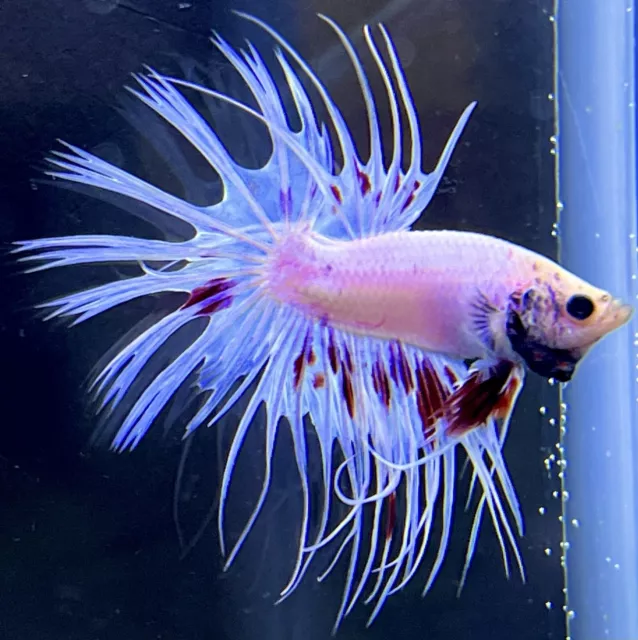 PRECIOUS Live Male Maroon/Purple/White Crowntail Betta Fish (READ DESCRIPTION