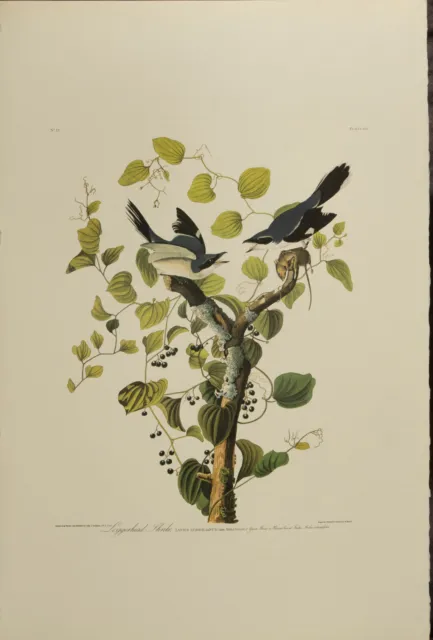 Amsterdam Audubon print Loggerhead Shrike LVII  57