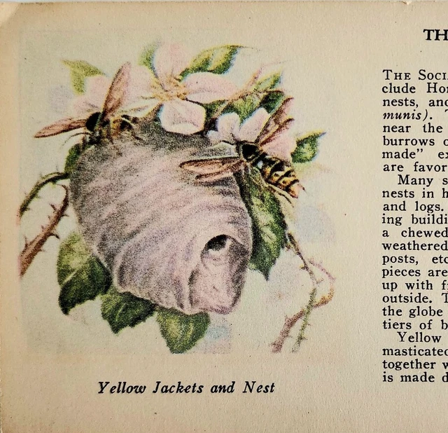1927 Yellow Jackets & Rose Bug Insect Print 2 Sided 1st Edition 3.25x5" Antique