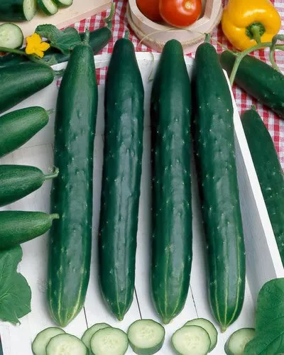 Cucumber Early Spring Burpless F1  40 Finest Seeds