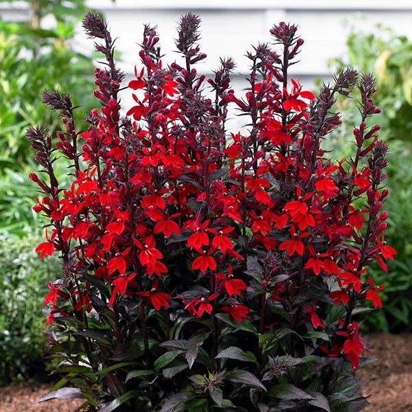 LOBELIA X SPECIOSA « Starship F1 Scarlet » x 5 plantes à bouchon jumbo