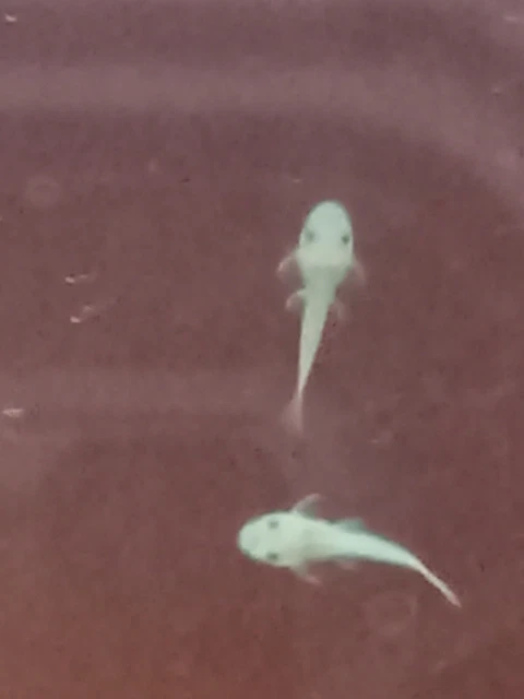 L144a Blue Eyed Lemon Pleco Juvenile Pickup Only