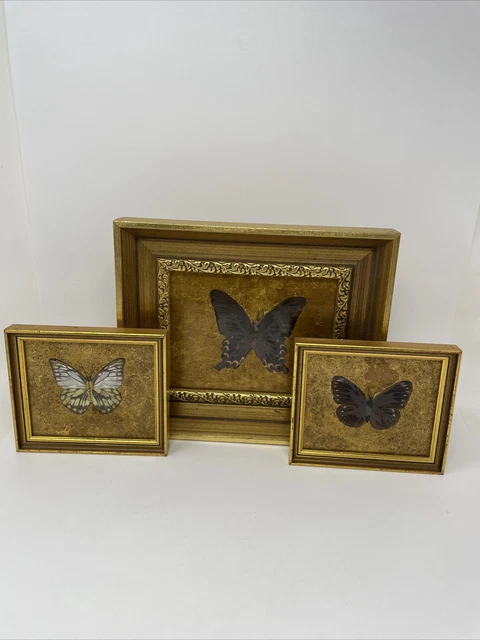Vintage Pressed Butterfly Trio Framed, Gold Leaf Butterfly Art, Set Of 3