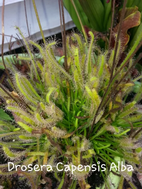 Plantes Carnivores Drosera Capensis Albino (~50 Graines/50 Seeds)