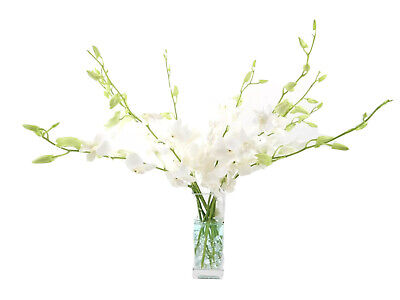 Ramo de flores frescas cortadas orquídeas-Blanco Puro-Verano Especial!