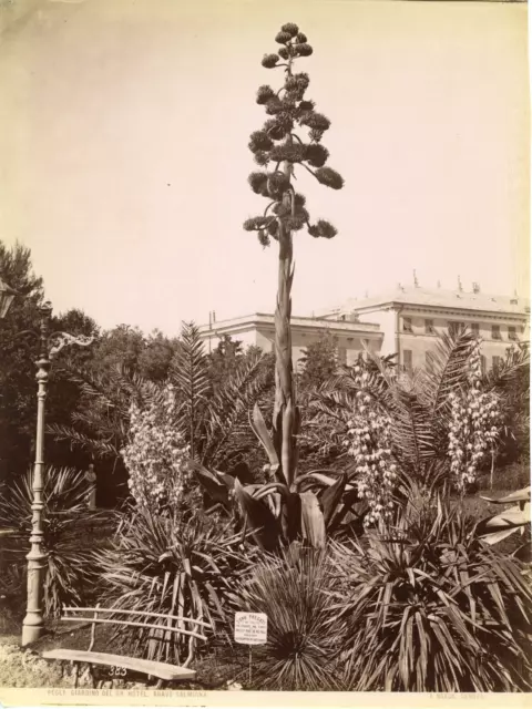 Italia, Genova, giardino del grand hôtel a Pegli Vintage albumen print Tirage