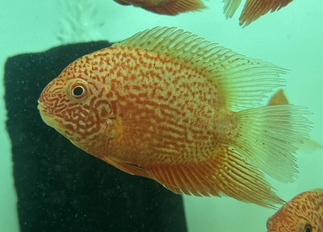 Red Severum Cichlid 5” -Live Freshwater Tropical Aquarium Fish