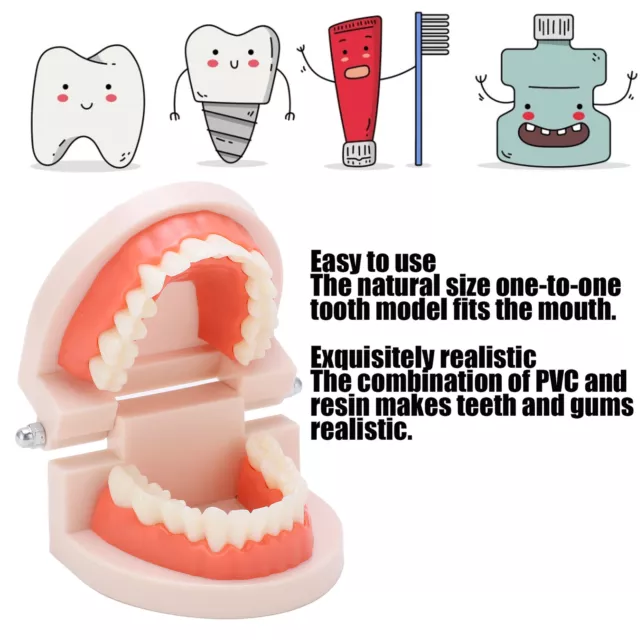 Teeth Model Kindergarten Brushing Teaching Model Oral Education Tool HOM