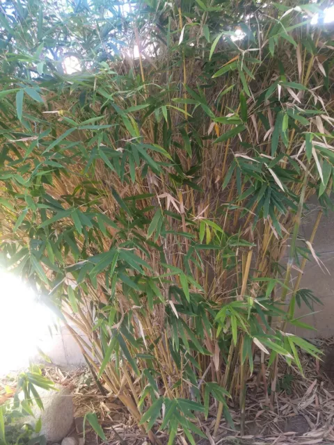 2-3 GALLON Alphonse Karr Clumping Bamboo plant *Privacy Screen*Growing ...