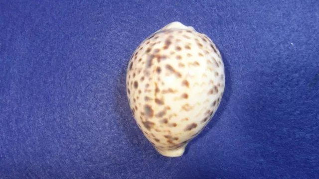 CYPRAEA  TIGRIS PARDALIS - PALAWAN ISLAND  81mm. - F+++ 2