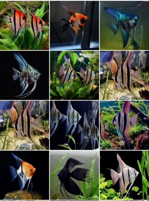 6 Mix Angelfish Pterophyllum Scalare South American Cichlid Randomly Selected