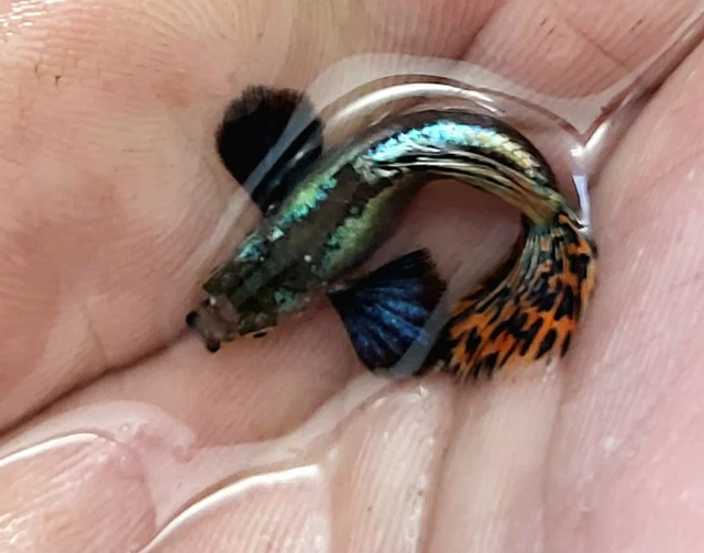 6 fry PLATINUM RED MOSAIC DUMBO EAR HALFMOON  , BRED IN THE USA!