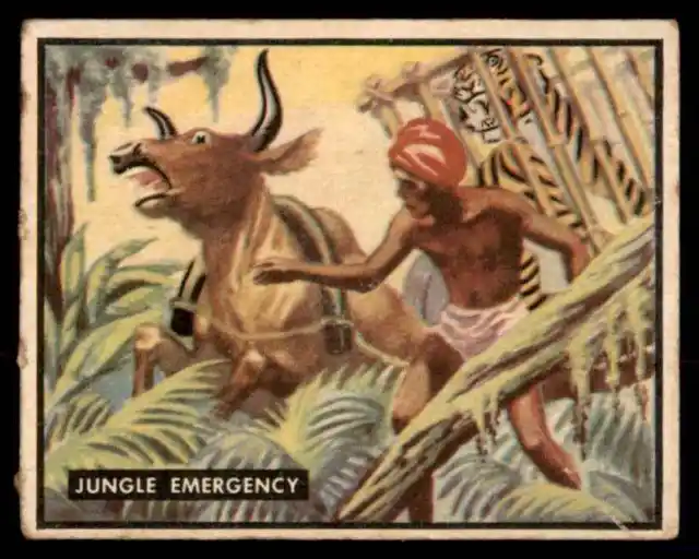 1950 Topps Bring 'Em Back Alive HIGH # Jungle Emergency VG+ #100 *Noles2148*