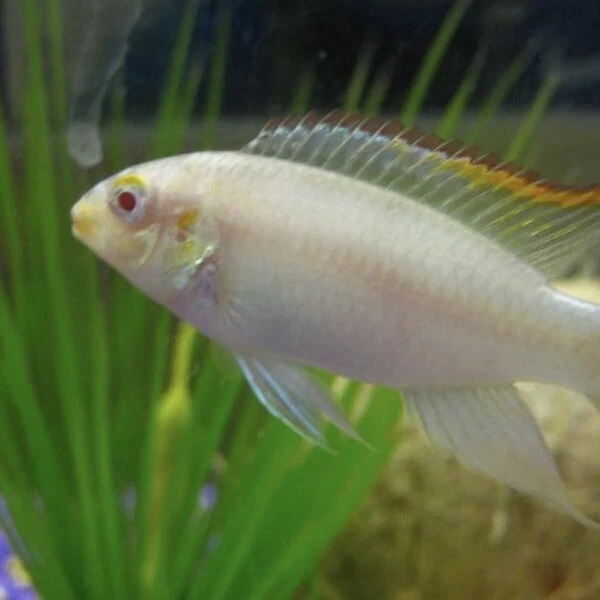 3 Albino Kribensis 1”-1.5” - US Tank Bred And Raised - Dwarf Cichlid Fish