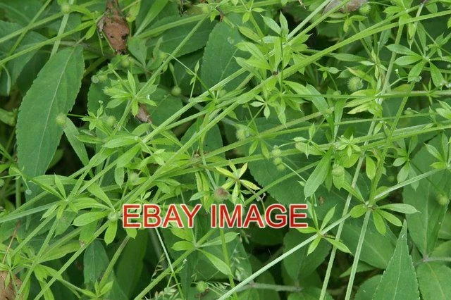 Photo  Goosegrass (Galium Aparine) Loch Clunie Also Known As Cleavers Or Stickyw