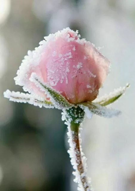 Schnee Rosen Samen * Raritäten *  20 Samen