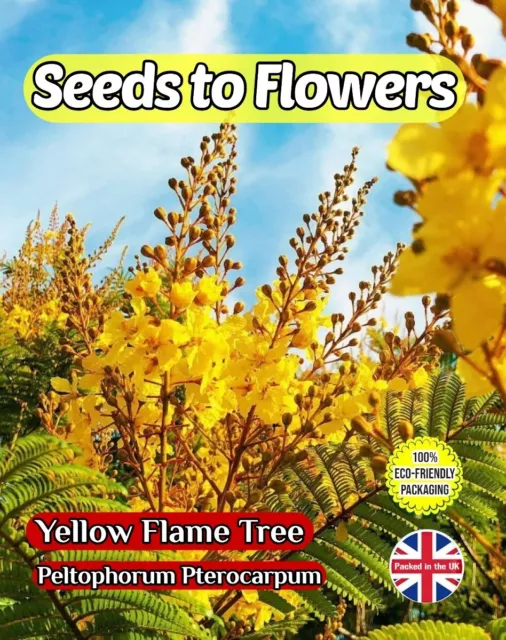 Yellow Flame Tree Copper Rod Peltophotrum Pterocarpum 20 Seeds Compostable Pack