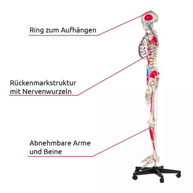 Menschliches Stativ Skelett Modell Anatomie Lehrmodell Poster + Abdeckung 180cm 3