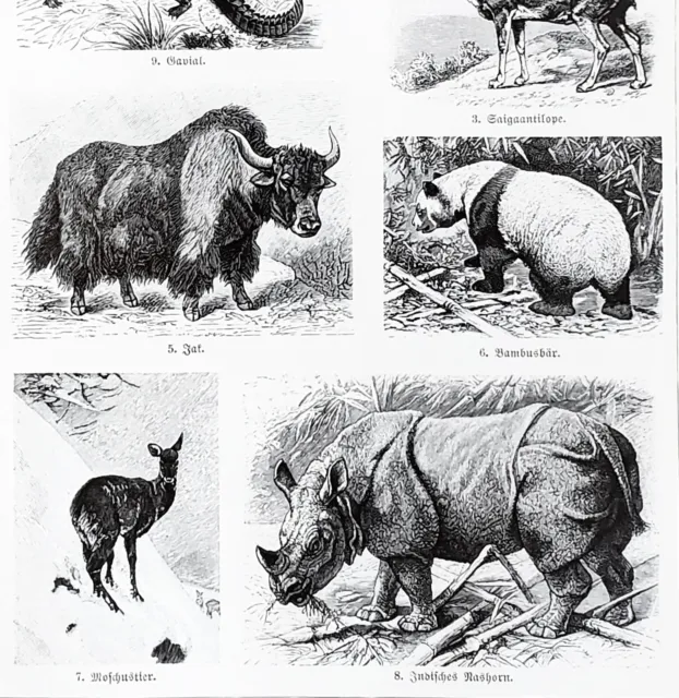 1930 Animals of Asia Lithograph Panda Elephant Antelope Rhinoceros Meyer's