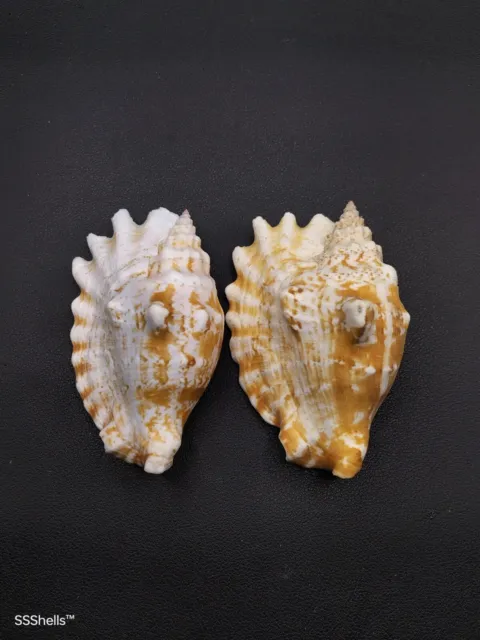 2 x strombus sinuatus conch Sea shell collector home decor beach #8247