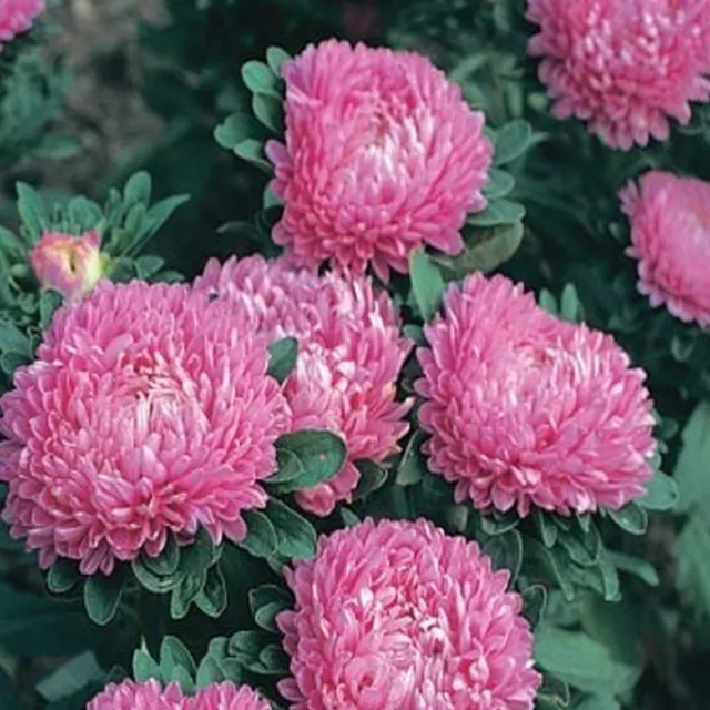 Aster (Callistephus Dwarf Milady) Rose- 50 Seeds