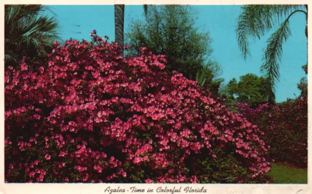 Postcard FL Azalea Time in Colorful Florida Posted 1961 Chrome Vintage PC H5317