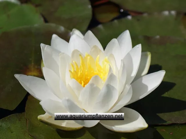 1 Seerose der Sorte Odorata Alba, weisse Blüte, Teichpflanzen, Wasserpflanzen