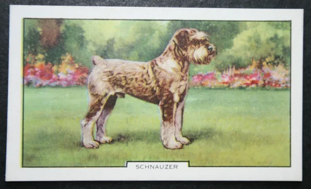 SCHNAUZER  Vintage 1930's Illustrated Dog Card  QC27M