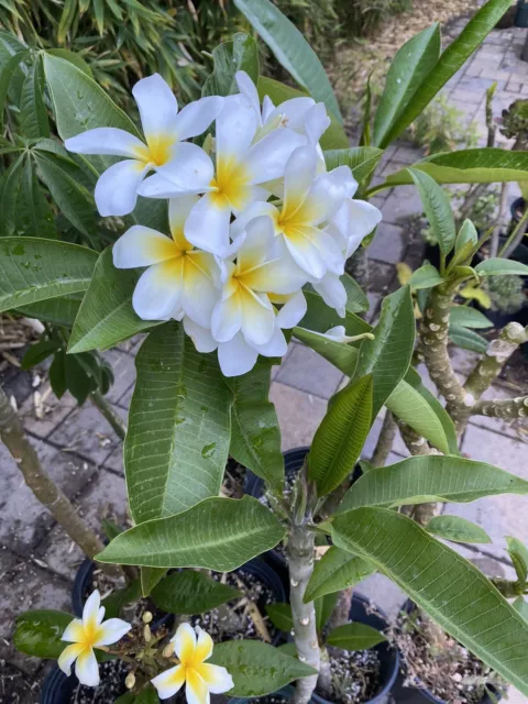 Live White Plumeria healthy 9-13 inch Unrooted Scented (With Yellow Center)