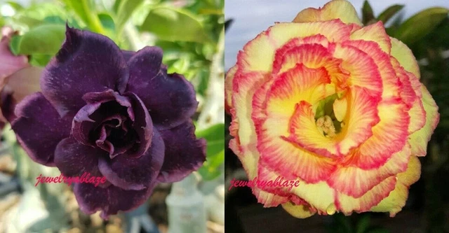 ¡NUEVO!  Adenium obesidad rosa del desierto ""mixta"" 2 plantas 2 tipos