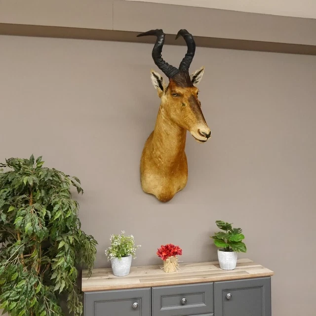 Hartebeest Cabeza Preparado Hle 57CM Búfalo Principal Vaca Antílope África H 3