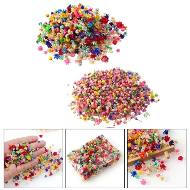 DIY Treat for Art Lovers 1 Pack with 100 PCS Multi Color Mini Dried Flowers