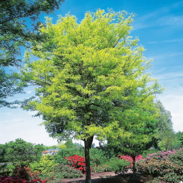 10 SEMI DI GLEDITSIA TRIACANTHOS "spino di cristo"