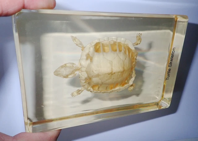 FARMED Water Slider Turtle Skeleton Amber Clear Large Education Specimen