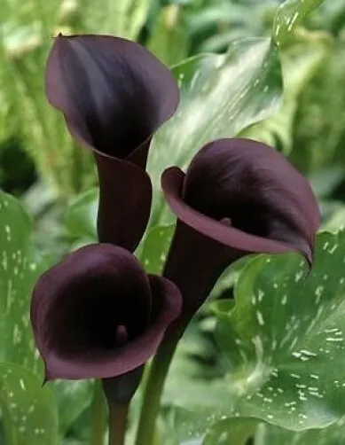 Black Zantedeschia - SCWARZWALDER- Perennial Calla Lily Plant BULB    SIZE 14/16