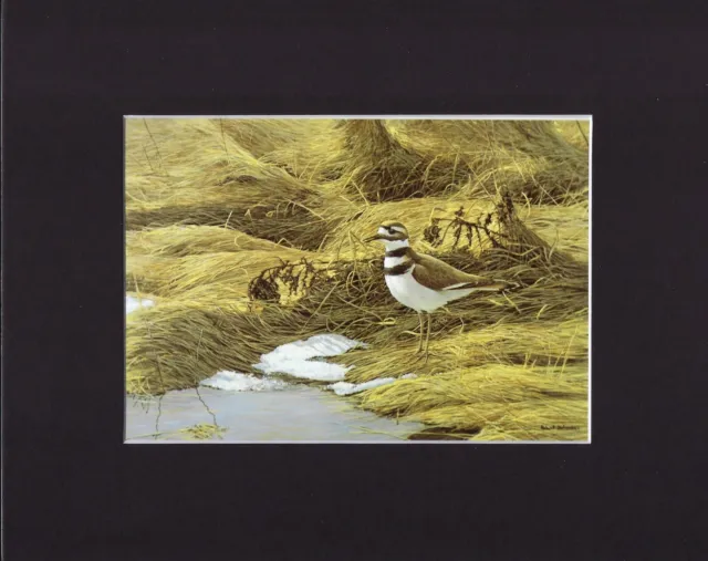 8X10" Matted Print Art Painting Picture, Robert Bateman: Killdear Bird, 1970