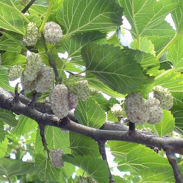 Pianta Di Gelso Nero In Vaso 24cm - Altezza 150cm, Frutti Commestibili - Foto 13
