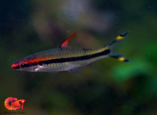 1 Roseline Shark(Denison Barb)  - Live Aquarium Tropical Fish Quality Grade A+++