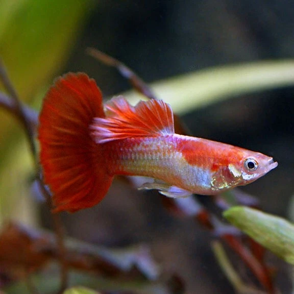 1 Pair (M/F) Blond Tuxedo Guppies Premium Freshwater Tropical Guppy Fish Grade A