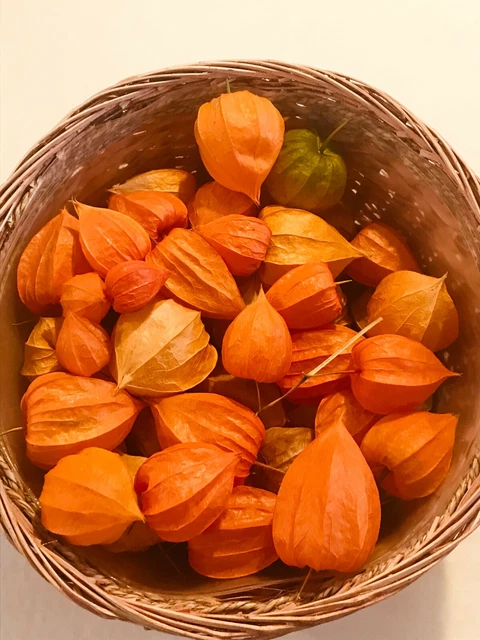 12 CHINESE LANTERN (Physalis alkekengi) ORANGE Dried Seed Pods 3/4" - 2 1/2"