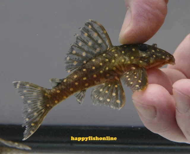 Really Nice L201 Orinoco Angel Pleco (Colombian Snowball Pleco) Wc 6-8 Cm