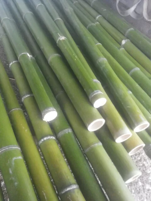 Canne di Bamboo per orto e arredo 130 - 180 - 270 cm - Bambù