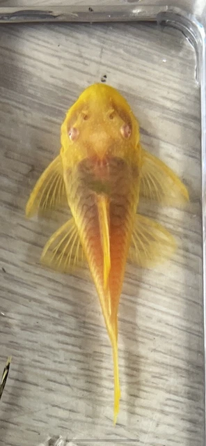 3x  ALBINO Bristlenose Pleco .75-2 inch fish