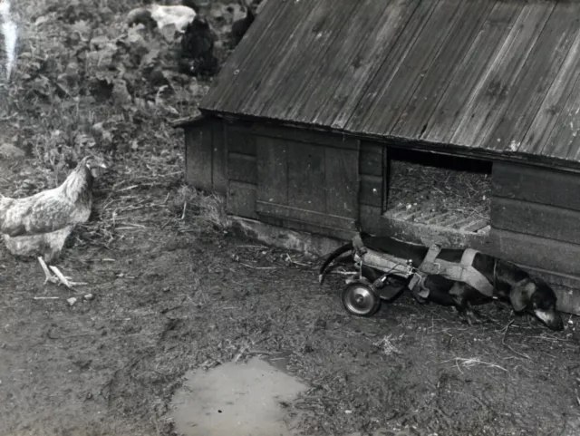 Foto vintage de archivio Reino Unido, Perro En Silla Ruedas, Años 70 , impresión