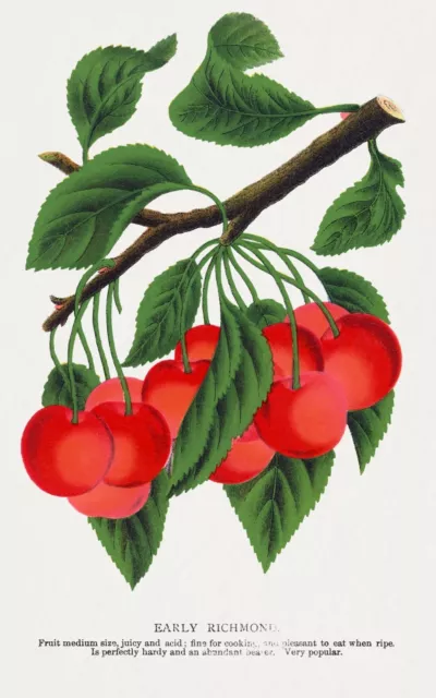 10264.Decor Poster.Room wall art design.Fruits.Vegetables.Chef Kitchen.Cherries
