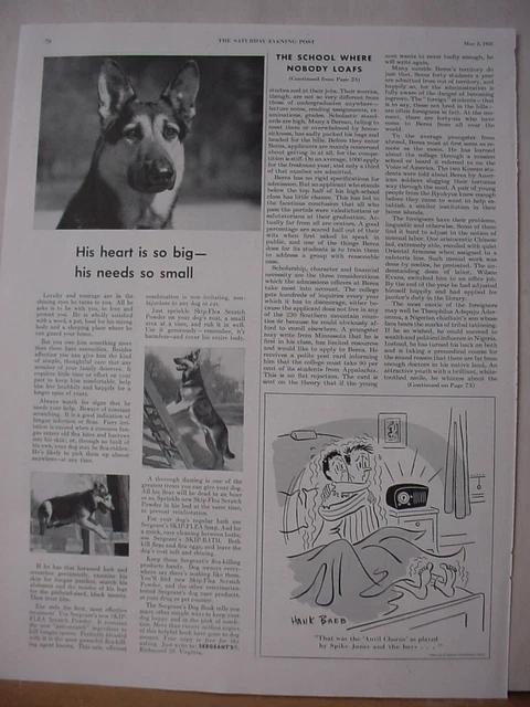 1953 German Shepherd Dog in Sergeant's Flea Treatment Vintage Print Ad 10458