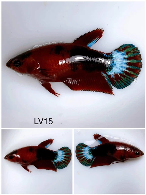 Betta Live Fish Female Fancy Red Koi LV15 Ask Seller Shipping Cost Before Buy