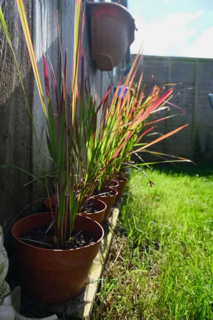 2x Red Baron Japanese Blood Grass Perennial Low Maintenance Ornamental Plant