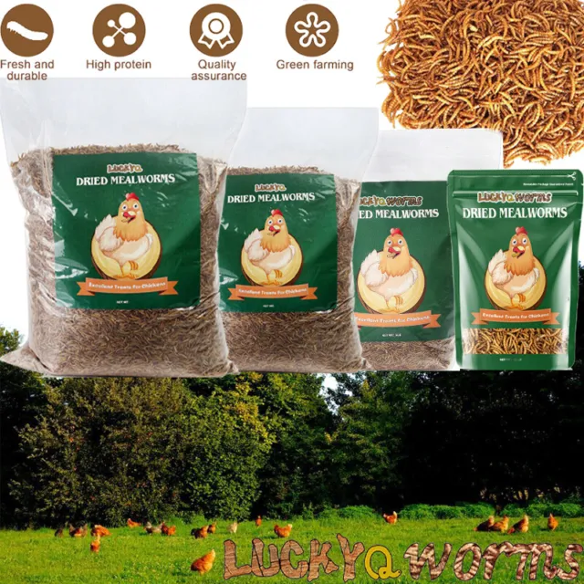 Wholesale Bulk Dried Mealworms for Wild Birds Food Blue Bird Chickens Hen Treats