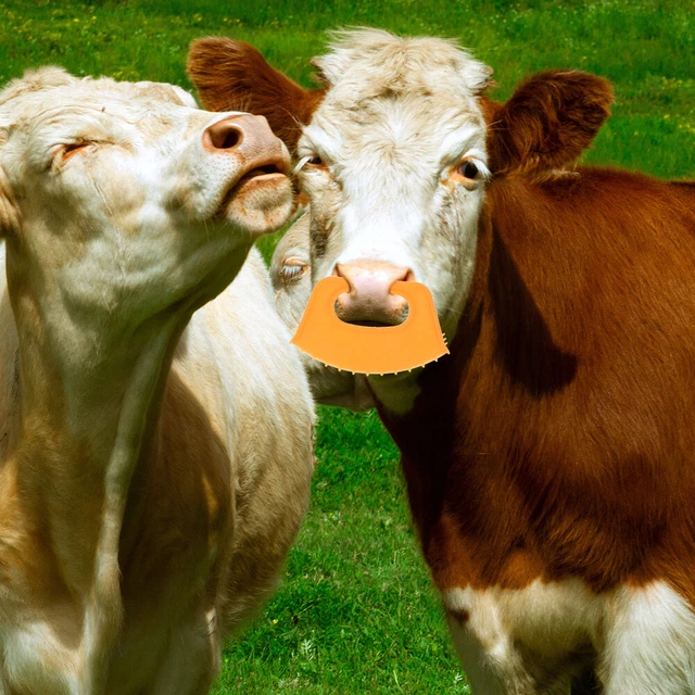 5 Pcs Calf Weaner Ring Nose Piercing Cow Weaning Perforation